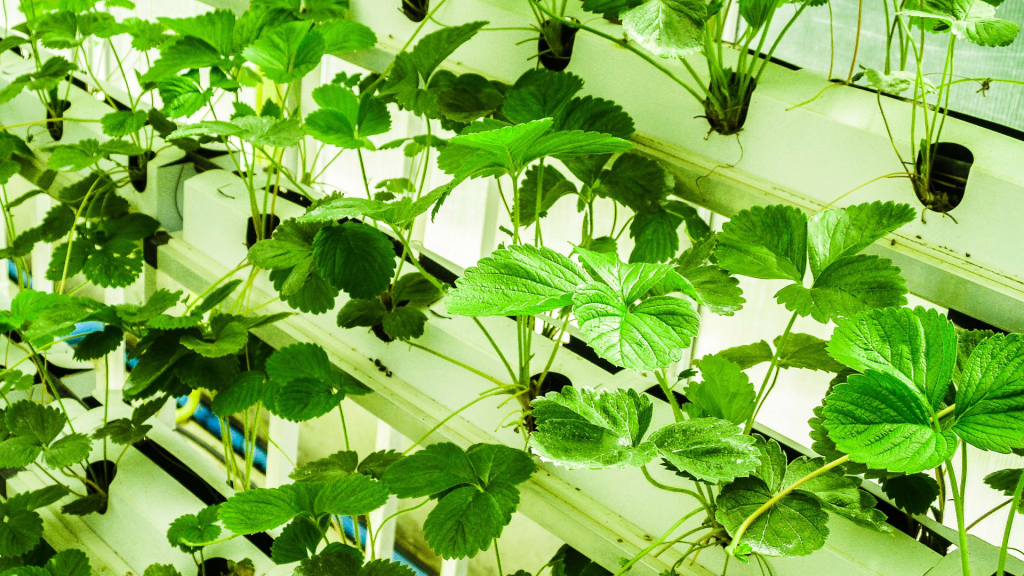 green house (4)