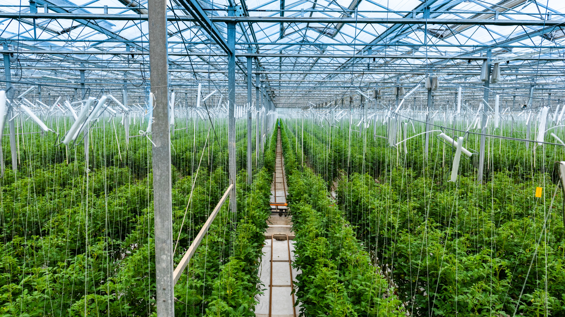 green house (9)